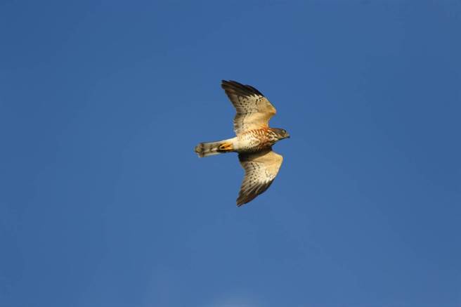 每年9月起進入猛禽過境台灣的時節，墾管處也開始派員監測鷹群數量，但相較往年記錄，今年遲至11日才發現到首筆赤腹鷹。（墾管處提供／謝佳潾屏東傳真）
