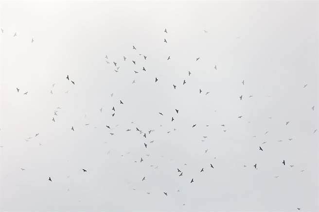 每年9月起進入猛禽過境台灣的時節，墾管處也開始派員監測鷹群數量，但相較往年記錄，今年遲至11日才發現到首筆赤腹鷹。（墾管處提供／謝佳潾屏東傳真）