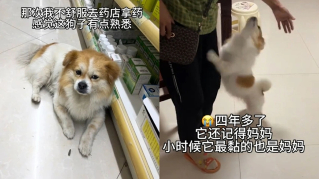 四川一名女子奇蹟似地在药局找到走失4年的爱犬，叫了对方名字后瞬间破防落泪。(图／取自腾讯新闻)
