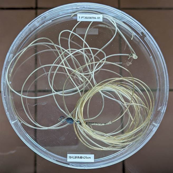 1只革龟于今年7月4日在屏东万里桐搁浅革龟经救伤收容于7月5日死亡，图为海保救援网团队解剖后发现肠道内有2条总长达425公分的鱼线，推测为死因。（海保署提供／林瑞益高雄传真）