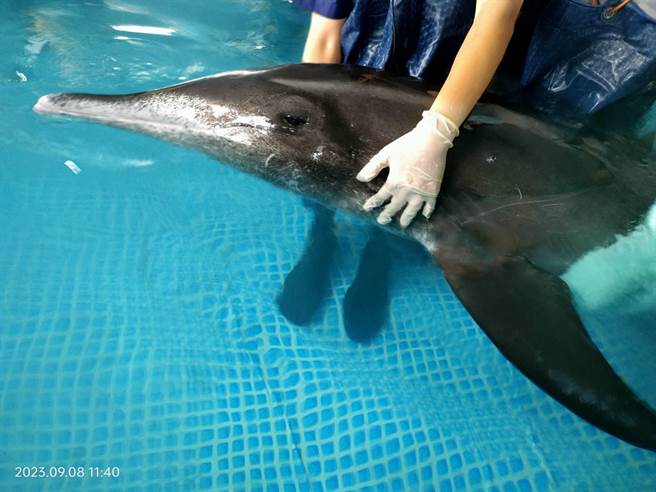 日前在八里海滩搁浅的糙齿海豚，因为感染严重，甚至引发败血症，13日一早施以安乐死。（基隆市政府提供／张志康基隆传真）