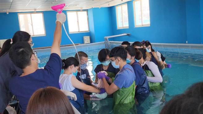 日前在八里海滩搁浅的糙齿海豚，因为感染严重，甚至引发败血症，13日一早施以安乐死。（基隆市政府提供／张志康基隆传真）