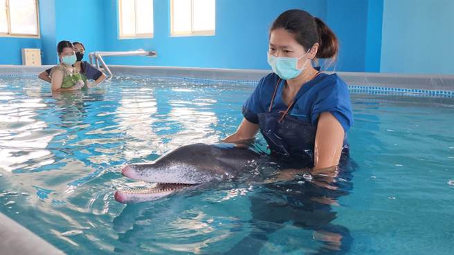 日前在八里海滩搁浅的糙齿海豚，因为感染严重，甚至引发败血症，13日一早施以安乐死。（基隆市政府提供／张志康基隆传真）