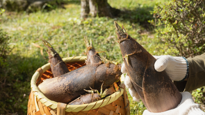竹笋可降血脂，且因富含膳食纤维，能刺激肠道蠕动，解决便秘困扰。但医师提醒，竹笋一定要煮熟后才能食用，以免引发氰化物中毒。(示意图/ Shutterstock)