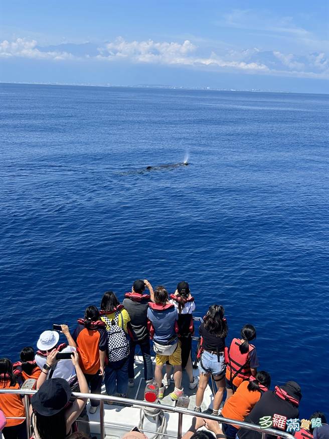 今天上午赏鲸船惊喜发现20余只抹香鲸悠游，是今年在花莲近海发现最大群，让游客与船长都十分惊喜。（赏鲸业者提供）