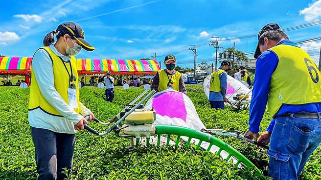 关西镇茶农陈松寿（右）带领2个女儿参加「全国机採茶菁技术竞赛」获得亚军。（罗浚滨摄）