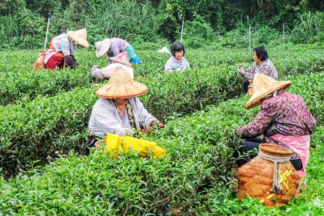 新竹县生产的东方美人茶，茶农都要雇妇女用手工採茶，增加不少成本。（罗浚滨摄）