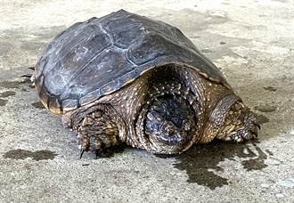 「最古老爬行動物」現蹤台東 超兇外來種擬鱷龜在台無天敵