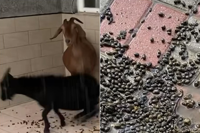 澎湖县中正国中虎井分部，一名黄姓老师日前于网络发布影片，并指由于近日阴雨连绵，羊群这进入校内躲雨，牠们所经之处更是留下专属印记「黑糖珍珠」。（ 翻摄画面/ 截自「黄老师提供影片」）