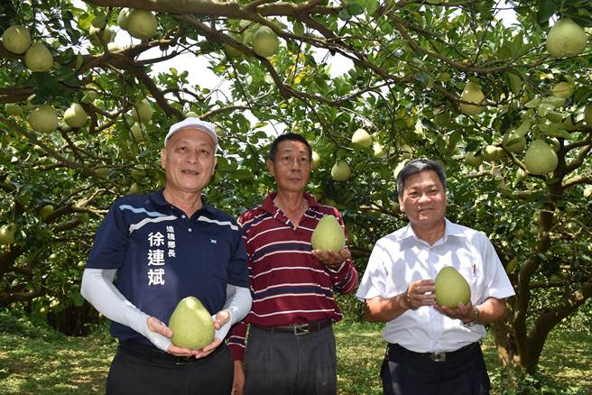 造桥乡农会柚农黄德纲荣（中）获苗栗县文旦评鑑头等，造桥乡长徐连斌、农会总干事彭森华共同祝贺。（谢明俊摄）