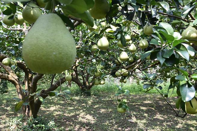 造桥乡农会柚农黄德纲荣栽种文旦柚获苗栗县文旦评鑑头等，目前仍有部分文旦待陆续採收供秋节所需。（谢明俊摄）