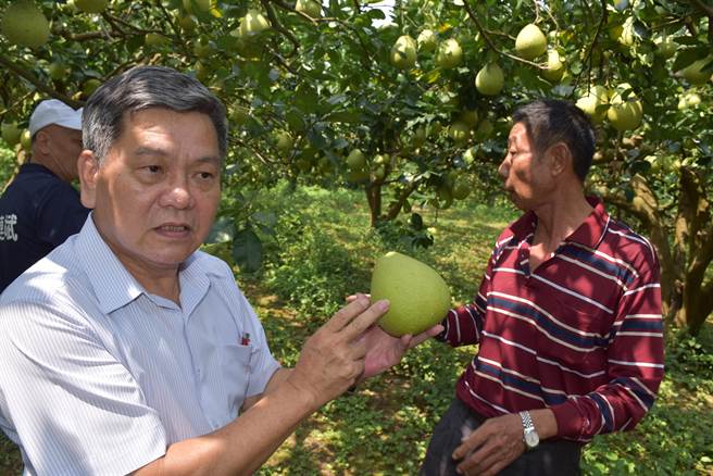 造桥乡农会柚农黄德纲荣（右）获苗栗县文旦评鑑头等，农会总干事彭森华肯定柚农们的用心。（谢明俊摄）