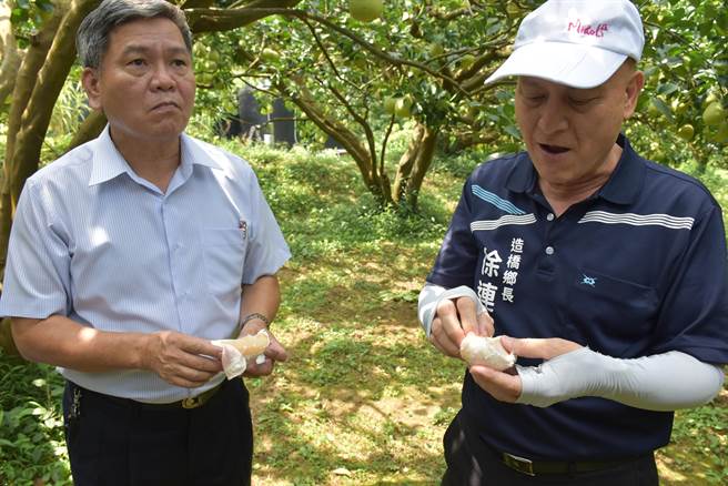 造桥乡农会柚农荣获苗栗县文旦评鑑特等及头等等殊荣，造桥乡长徐连斌、农会总干事彭森华现场试吃文旦都说讚。（谢明俊摄）