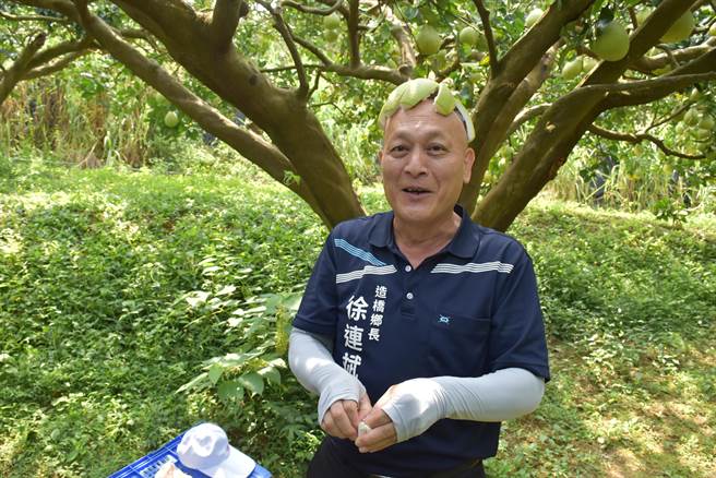 造桥乡农会柚农种出优良文旦柚，造桥乡长徐连斌开心戴着柚子帽试吃。（谢明俊摄）