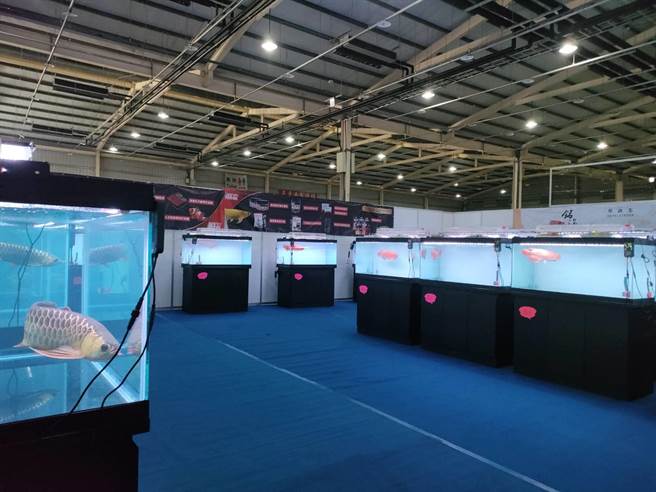 龙鱼是开运、开财的热门风水鱼种，台中市水族类商业同业公会斥资千万，于「2023台中宠物水族用品大展暨萌宠爬虫节」展览打造顶级龙鱼区。（潘虹恩摄）