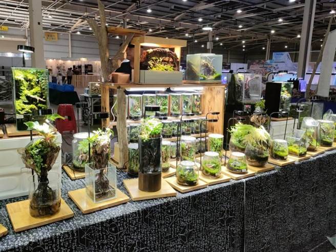 近年民眾对自然生态的接受度增多，加上前几年民眾因疫情天天在家，开始会买盆栽、生态池等物观赏，成为热门的疗癒小物。（潘虹恩摄）