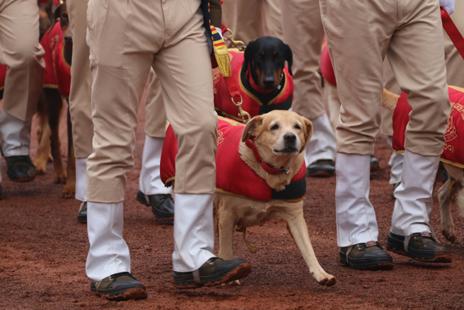 印度军方执行反恐行动时，多名政府军警与一只军犬捐躯；印度士兵为这只军犬披上国旗送别，国防部并制作影片悼念，许多民眾观看后为之鼻酸。（示意图/shutterstock）