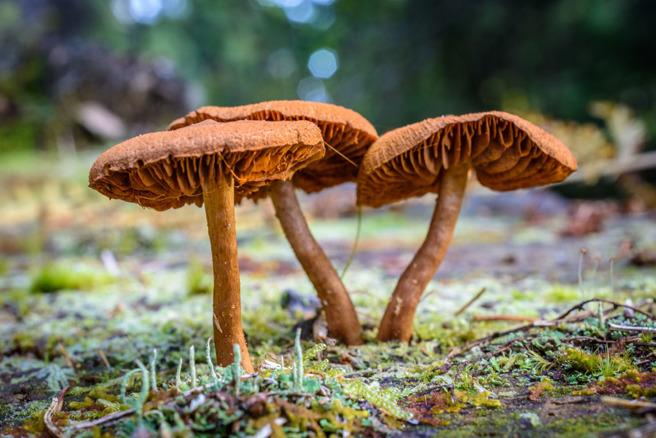 一家7口山里採食野生蘑菇，全家惨中毒「2猝死4重症」。(达志影像)