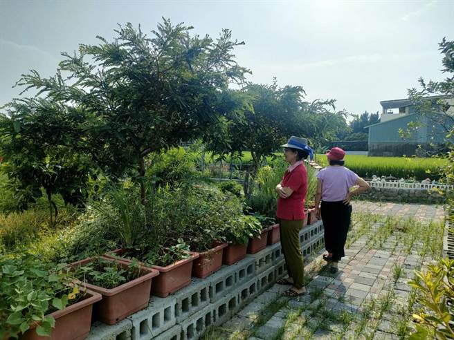 台中市雾峰区旧正社区约10年前开始种植各式香草，打造一片专属于社区的香草天地，将芳香疗癒带入社区。（潘虹恩摄）