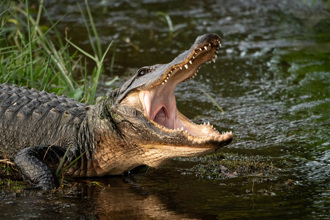 鱷魚上半臉詭異消失 露出白色舌頭 驚悚照曝光