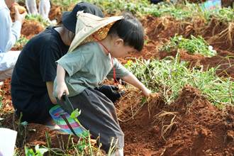 結合在地農產與老化現況 龍井「挖地瓜」吸引近500位親子體驗