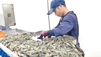 每周售逾千斤 台東白蝦搶攻中秋市場