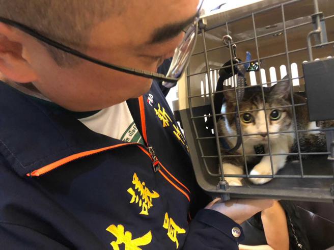 朱健铭查出虐猫的是24岁锺姓女子与26岁赵姓男子，并在2人的住处救出一只遭背带紧紧綑绑的猫咪。（图／朱健铭提供）