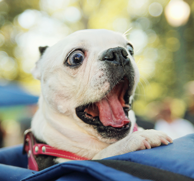 饲主前往刺青店纹了一个跟爱犬身上一样的图案，殊不知该图案代表「已结扎」的意思。（示意图／达志影像）