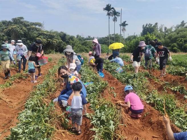 台中市龙井区农会16、17日举办「消『藷』趣」活动，吸引近500位亲子来到南寮里的地瓜田动手挖地瓜，体验早期农村生活。（潘虹恩摄）