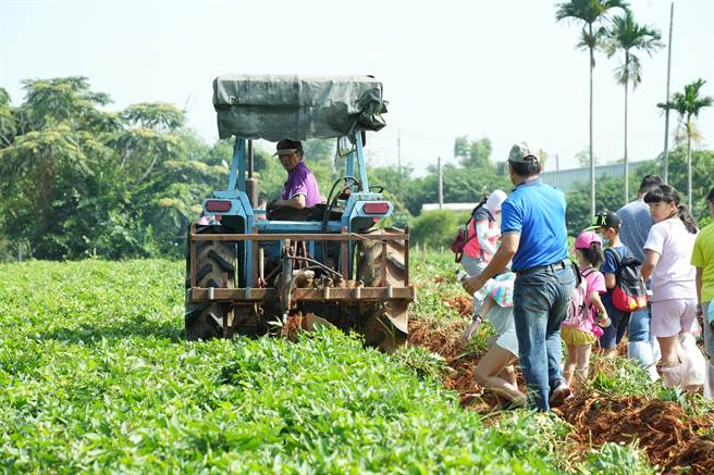 农友开着地瓜採收机翻地让现场孩子新奇不已、惊呼连连。（龙井区农会提供／潘虹恩台中传真）