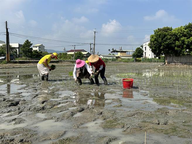 在地资深农友及青年农民共同打造稻田彩绘。（公馆乡农会提供／李京升苗栗传真）