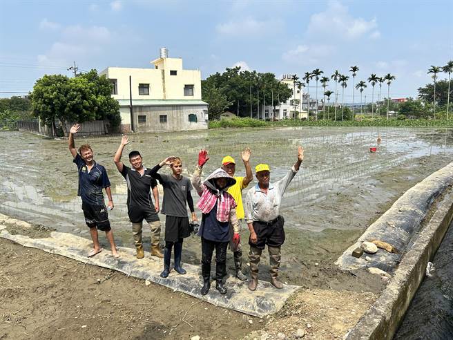 在地资深农友及青年农民共同打造稻田彩绘。（公馆乡农会提供／李京升苗栗传真）