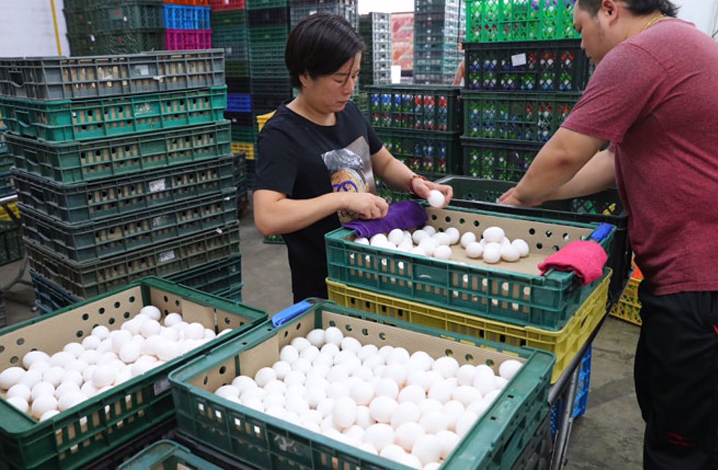 逾期進口蛋的流向已發食安疑慮。圖為蛋行的員工正仔細的挑蛋，以確保蛋的品質無虞。（季志翔攝）