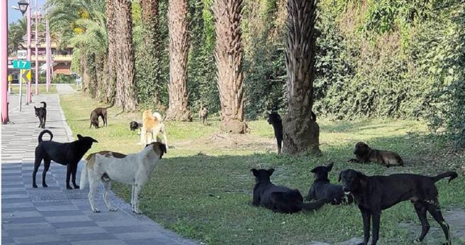 台湾执行零安乐死政策，让流浪动物暴增，加剧地方生态及社区品质的负面影响。（图／报系资料库）
