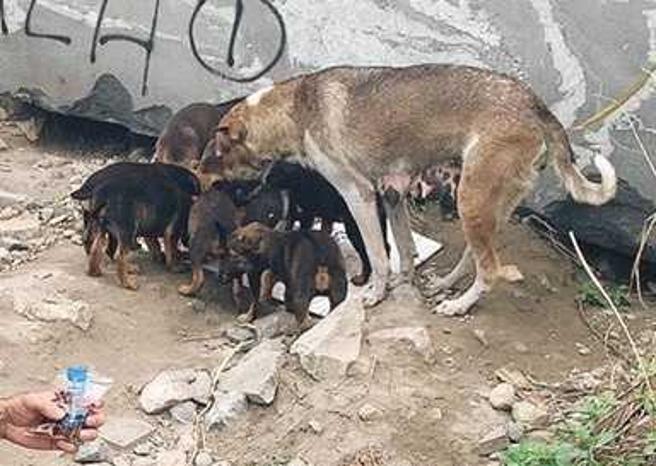 动保团体实地深入偏乡山区探勘，发现TNR观念并不普及，连「家犬」都无法落实绝育，造成犬只繁衍不停的窘况。（图／报系资料库）