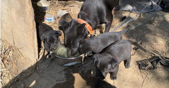 被炼养的狗妈妈与狗小孩共同生活在凌乱不堪的环境，分食馊水与雨水度日。（图／翻摄自相信动物协会脸书）