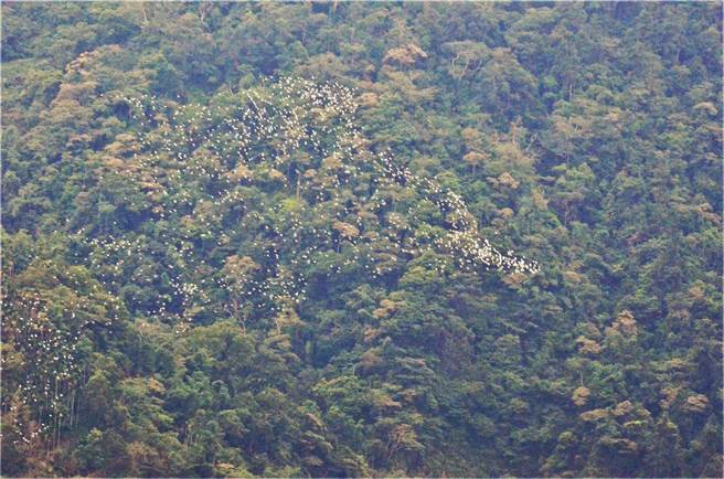 一年一度黃頭鷺遷徙在古坑鄉樟湖山谷形成動態美景，上周起進入大量期 。（樟湖生態國中小校長陳清圳提供）
