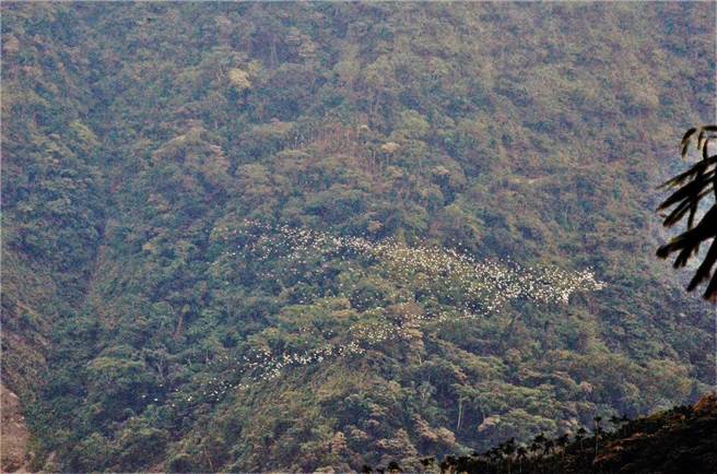 黃頭鷺飛到古坑鄉樟湖社區時，會在山谷上方盤旋，等待落後的侯鳥歸隊，盤旋時會變換隊形，數量也愈來愈多。。（樟湖生態國中小校長陳清圳提供）