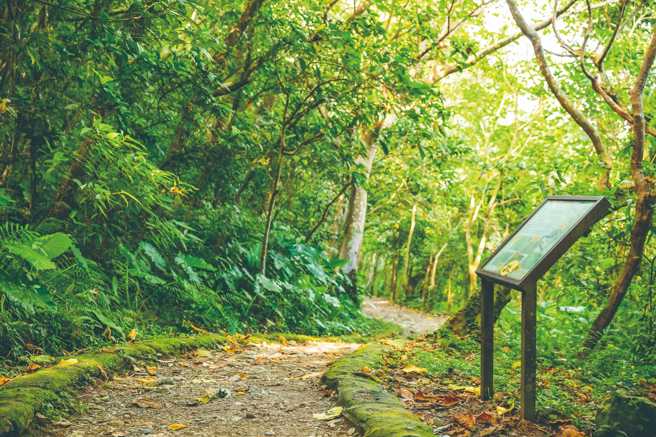 綠樹環繞的撒固兒步道平緩，踏著步伐穿梭於林蔭之間，讓人心曠神怡。（圖/花蓮趣提供）
