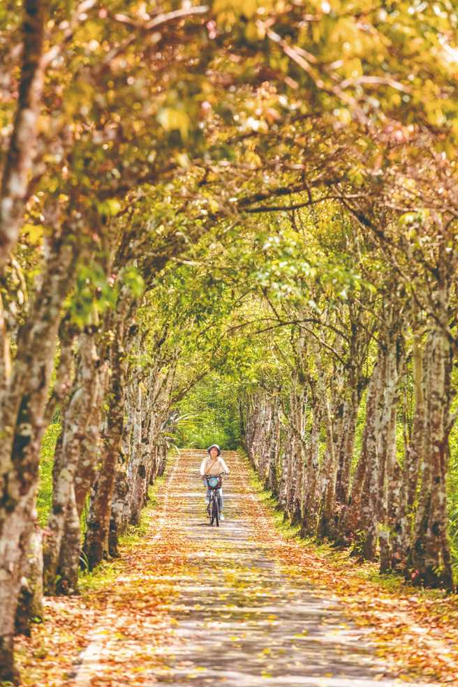 不只枫红美丽，大农大富里臺湾栾树、臺湾榉变色的梦幻美景，也让人感到恍若仙境。（图/花莲趣提供）