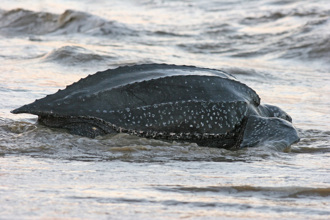 2公尺巨龜成海上浮屍 專家震驚 竟是一級保育類