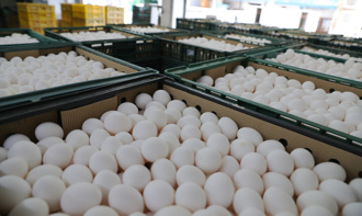 農業部買巴西蛋不敢用？媒體人翻出「1數據」爆驚人內幕