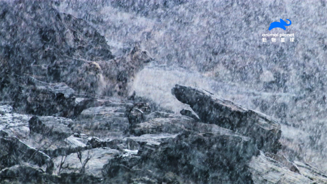 空灵飘渺的雪豹，隐形能力也堪称匿踪之王。（动物星球频道提供）