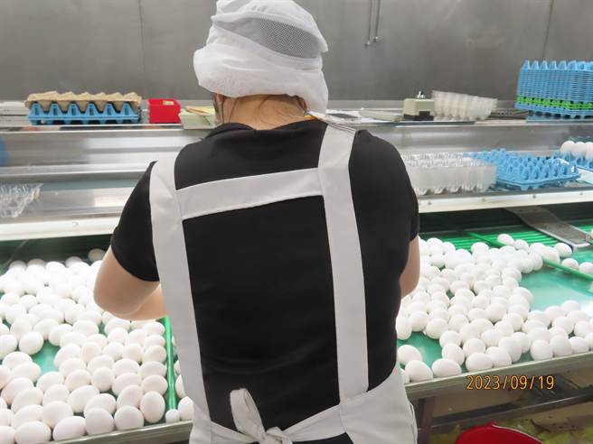 基隆市卫生局19日持续稽查进口蛋，有一家蛋行7月4日有进口一批土耳其蛋，隔天已经加工成白煮蛋，并已售罄，剩余损毁生蛋均已销毁，并未贩售给其他业者或消费者。图为业者挑蛋情形。（基隆市卫生局提供／徐佑升基隆传真）