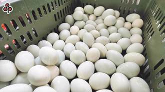台中2廠商液蛋爆進口改國產 金寶蛋品聲明「照農業部指示」