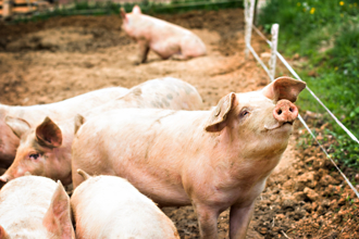 液蛋廠遭指示「進口標國產」 網驚：買不到萊豬是同原因？