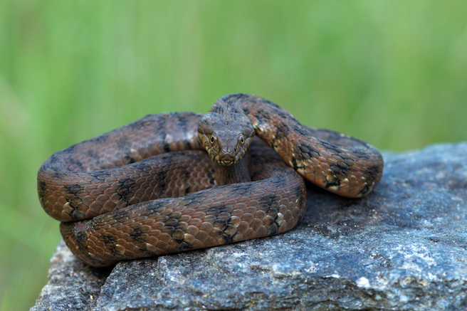 法國一名爬蟲學家在湖邊看到一條歐洲毒水蛇正在吞食梅花鱸，卻不小心被背鰭刺入食道，整條魚卡在喉嚨。(示意圖/達志影像)