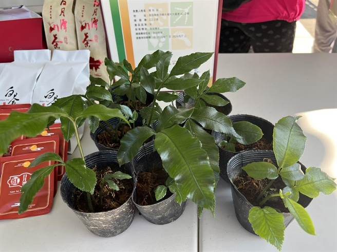 伊藤氏原始观音座莲孢子繁殖力太弱了，因此濒临绝种，已透过托叶繁殖方式育苗。（林业保育署南投分署提供／杨静茹南投传真）