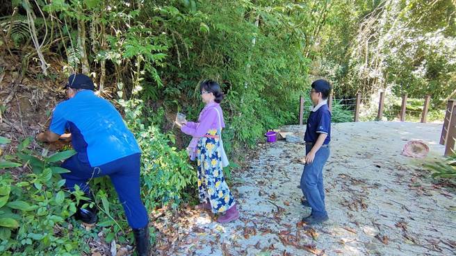 大雁村野外伊藤氏原始观音座莲去年仅32株，今年则有35株，20日在野外栽种近10株幼苗。（林业保育署南投分署提供／杨静茹南投传真）