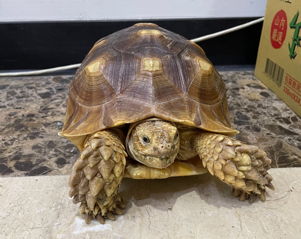 台基隆一苏卡达象龟马路上逛大街，基二警协助送返家